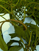 PXL_20240718_134328434