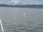 [Image: pelican-racing.jpg]