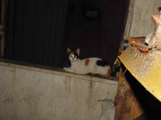 44.1.night dwellers I