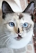 Milla-Schmidt