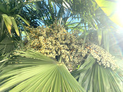 IMG-4596