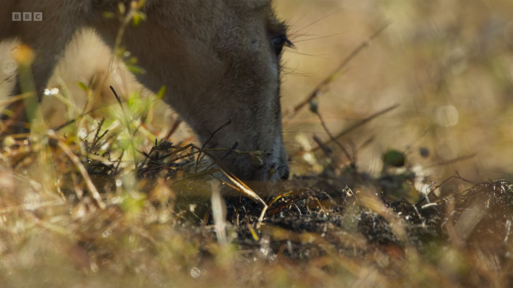 [Image: x7rkk5hkx31h.png]