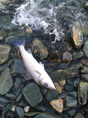 5-22-2020 striper