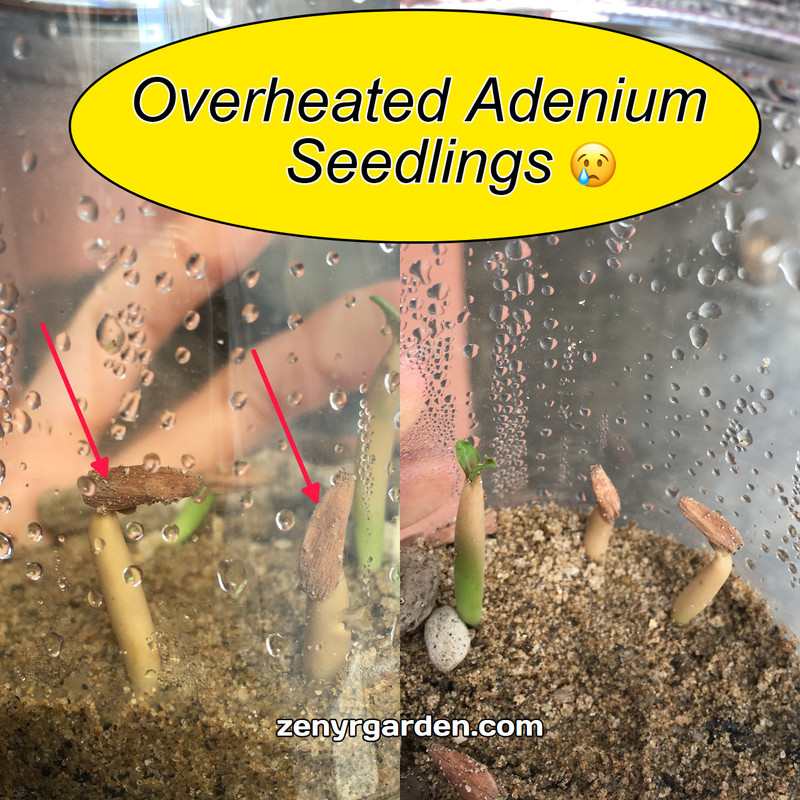 overheated-adenium-desert-rose-seedlings.jpg