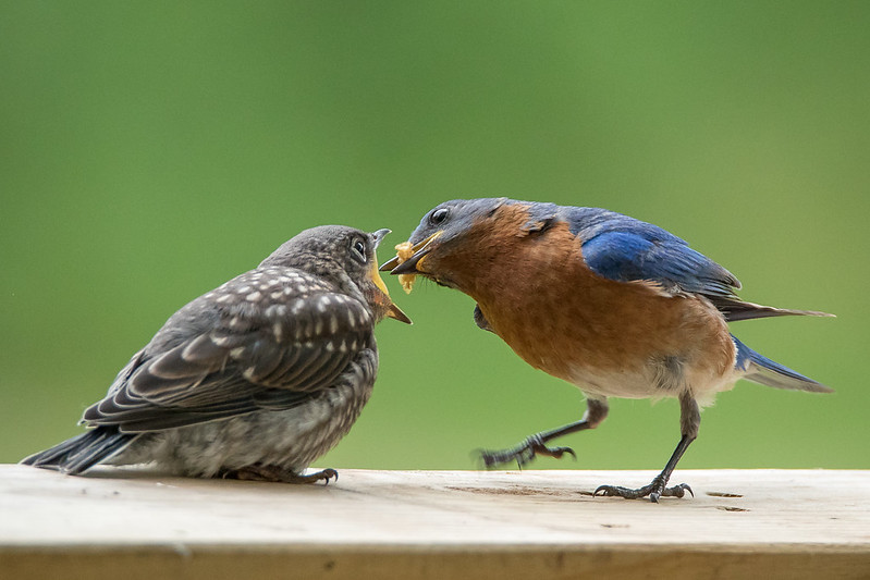 blue-bird-feeding.jpg