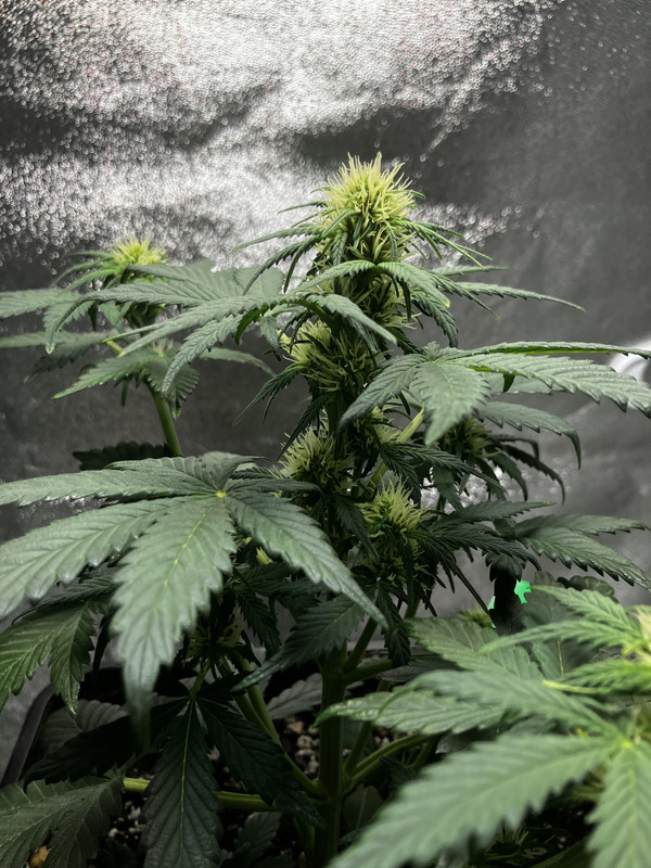 A1AF3FE4-E974-4EA8-A584-9275FD50915B