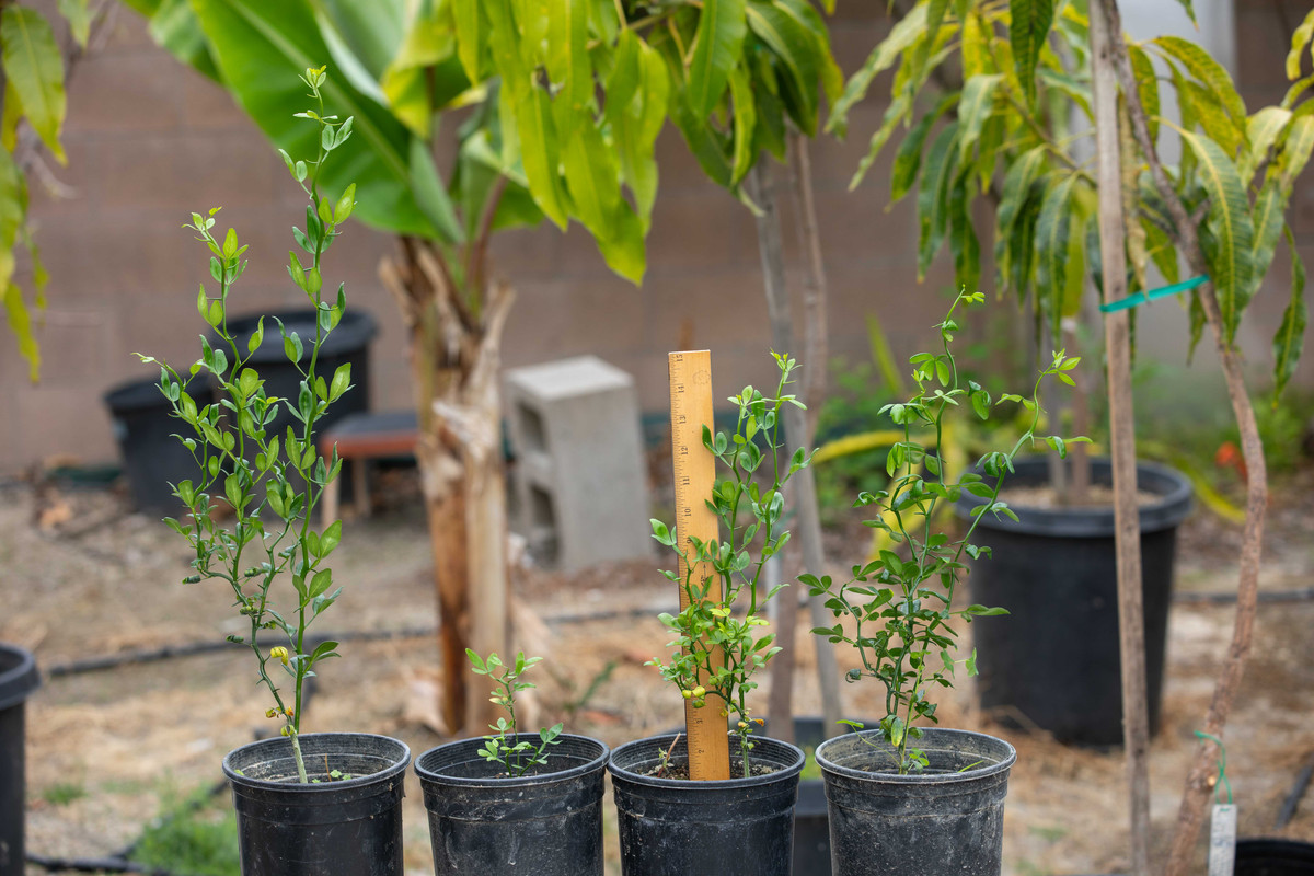 8U1A1131  Flying Dragon Citrus Seedling Plants in #1 Pots (5-16-24)