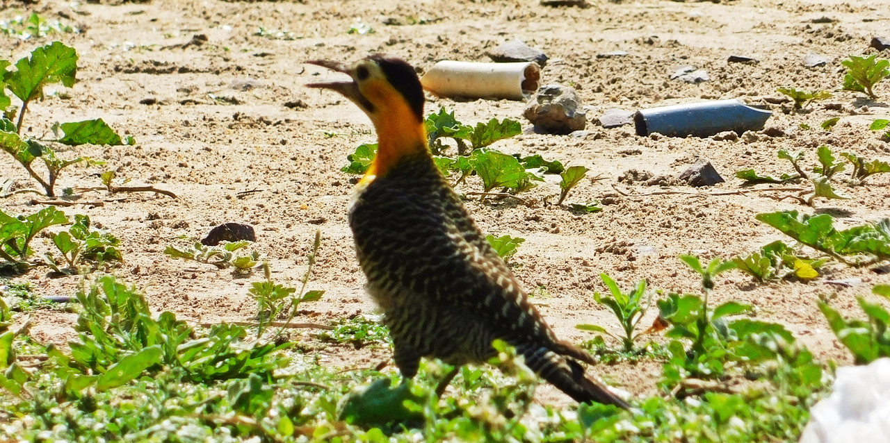 DSCN0176.jpg