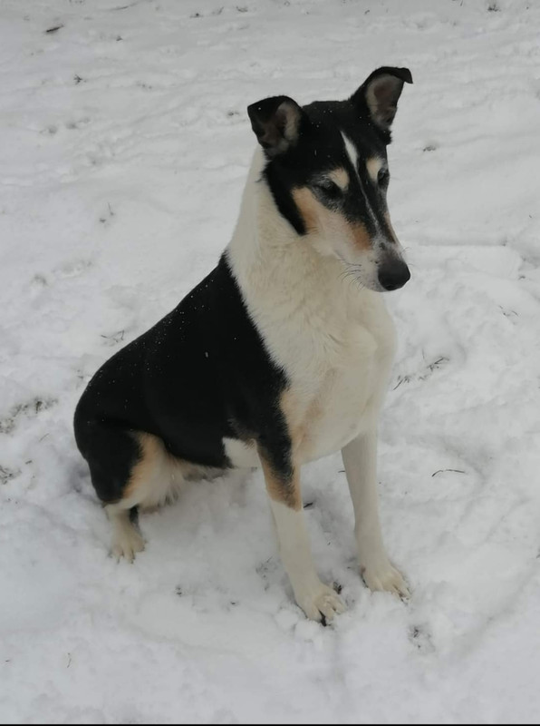Sileäkarvainen collie, Sandcastle's Pink Memories