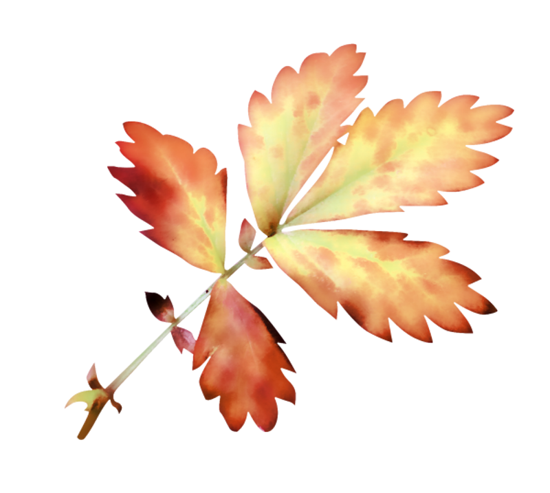 IPD_AH_Element (134)