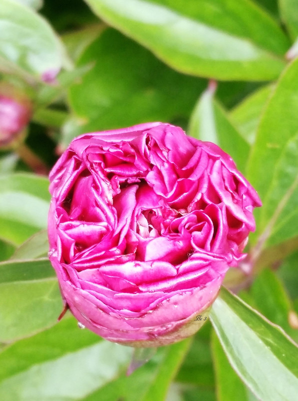 [Image: Peony.jpg]