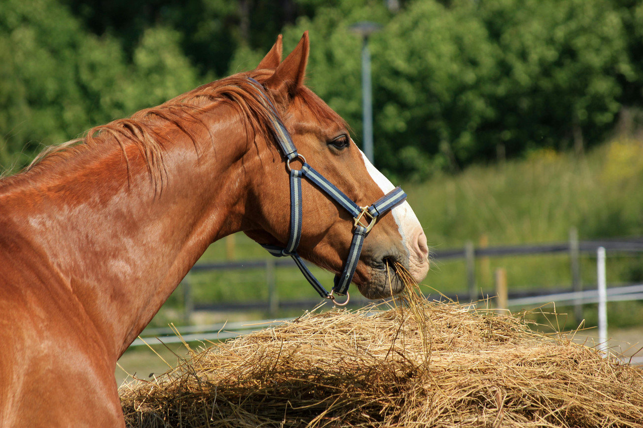 Nutrition fonctionnelle et ostéopathie animale : regard croisé, enjeux et complémentarité