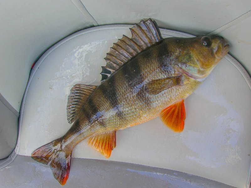 41 (10 1)джиг спиннинг катушка судак щука окунь приманка мастер-класс Куляпин Андрей