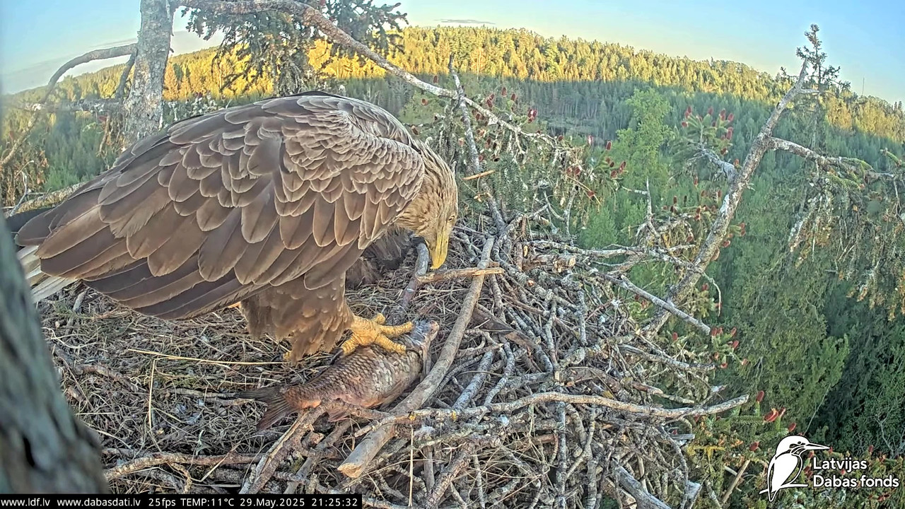 vlcsnap-2025-05-30-04h49m39s338