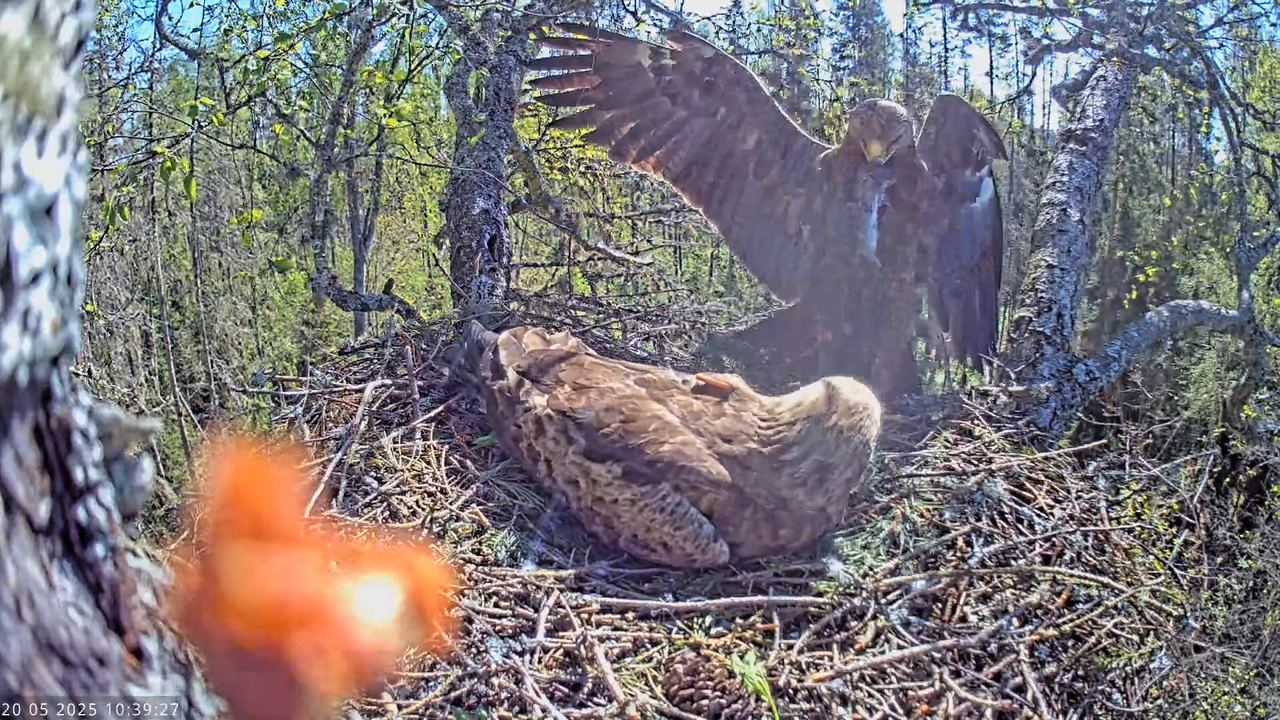 Väike-konnakotkas __ Clanga pomarina __ Lesser Spotted Eagle 14-49-22 screenshot