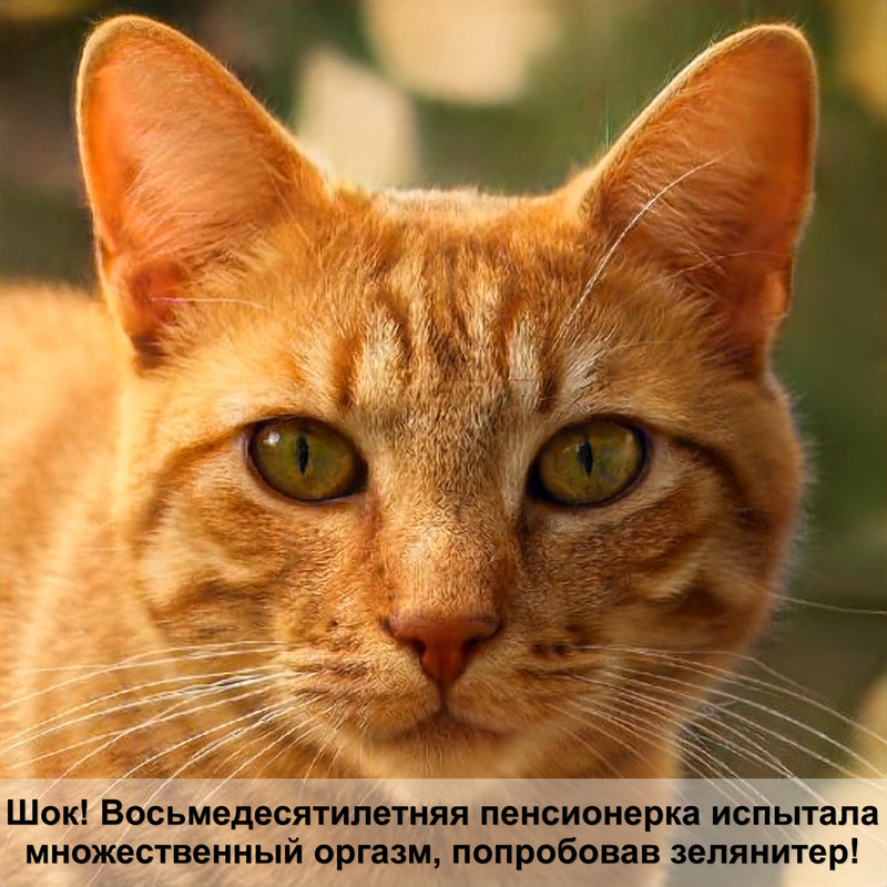 строение уха кошки