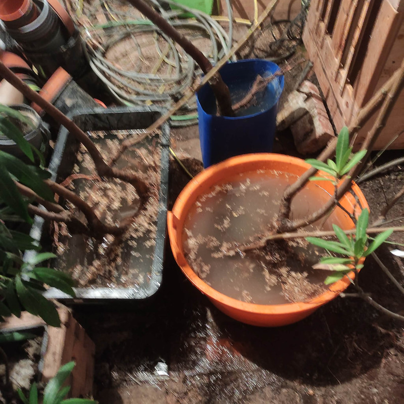 601757797 2788097671536051 7725756784422819742 n