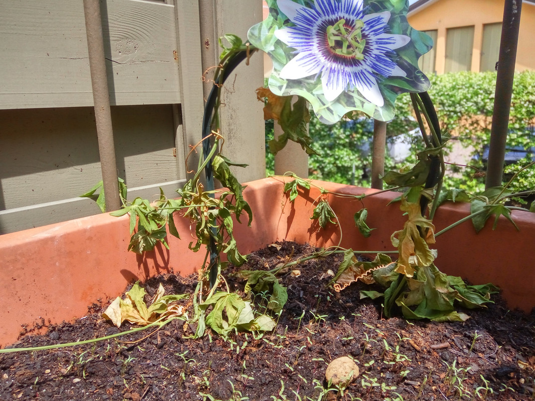 IMG_20180529_133801_HDR