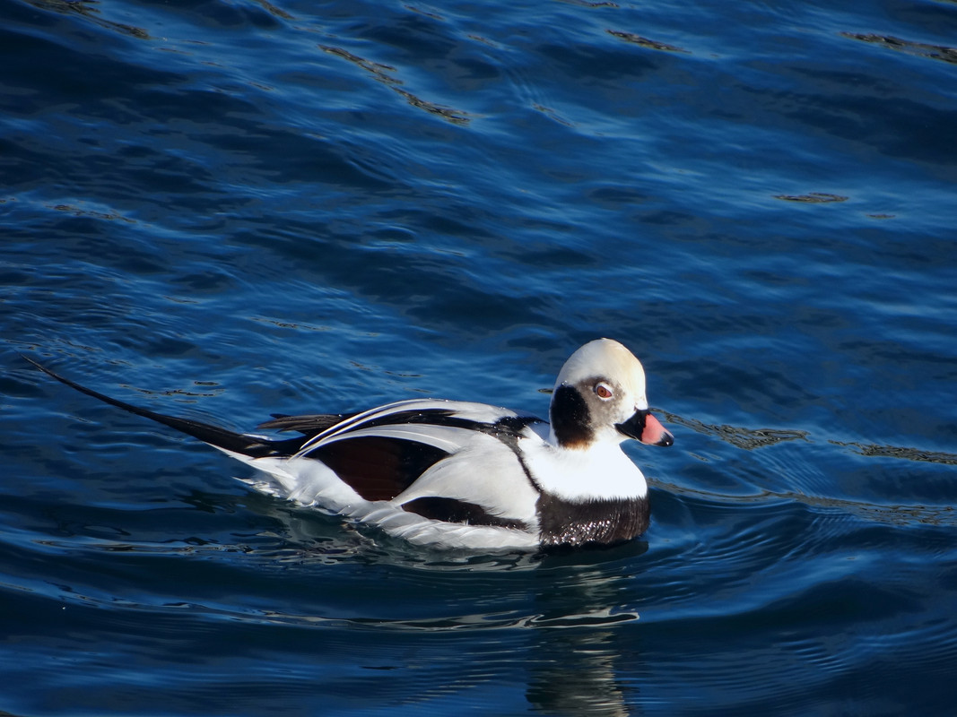 LT DUCK 5 0225