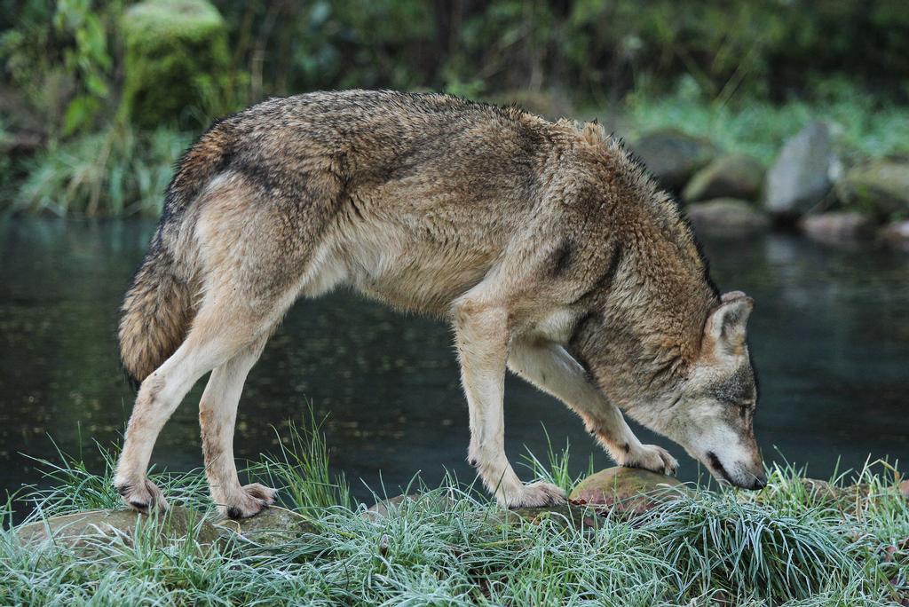 wolf-pose-23-by-landkeks-stock-d9jhd1x-fullview.jpg