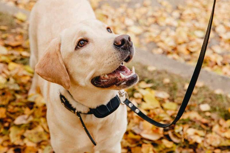 Cassazione vieta l’uso dei collari antiabbaio per i cani