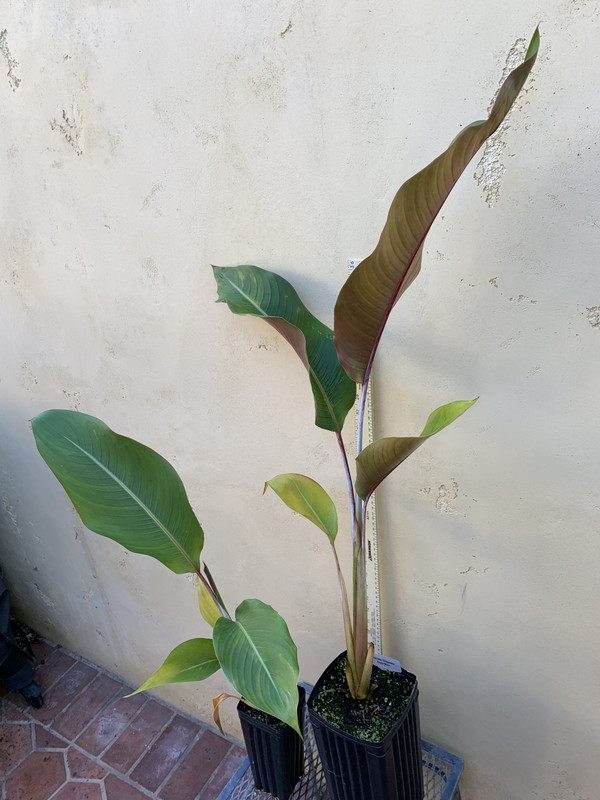 EBFF9484-AEBE-4336-8FC5-F626CC550086