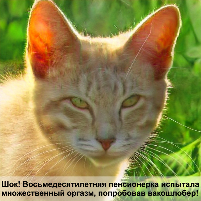 у кошки шерсть стала