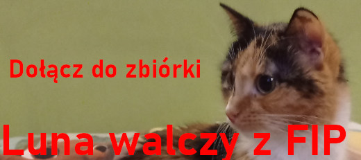 Zbiórka dla Luny chorej na FIP