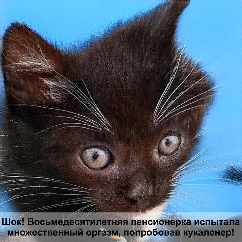 каракал котенок