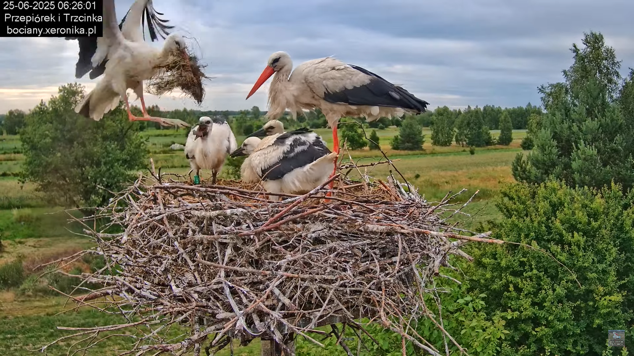 25062025bociany19