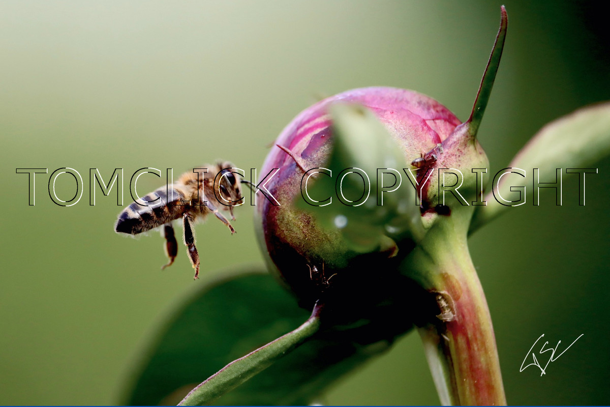 Abeille en montagne