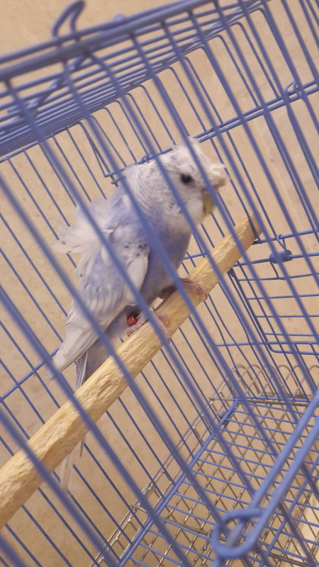 ٢?١٨?٤١٧_١٩٤٥١١