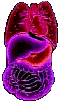 organs