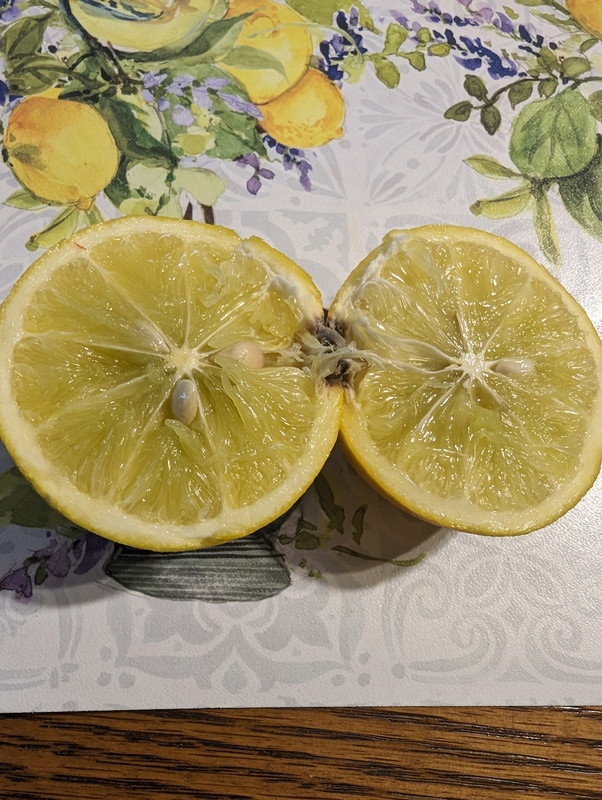 PXL_20231016_154154398