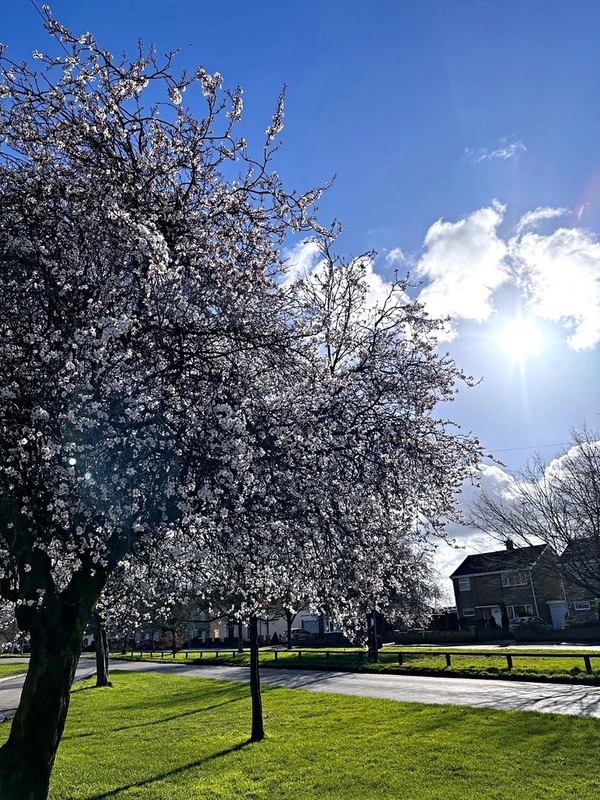 blossom-feb.jpg