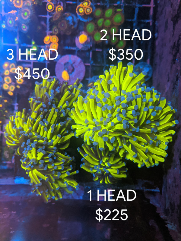 IMG_20191223_190437~2