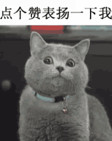 cat-shocked.gif