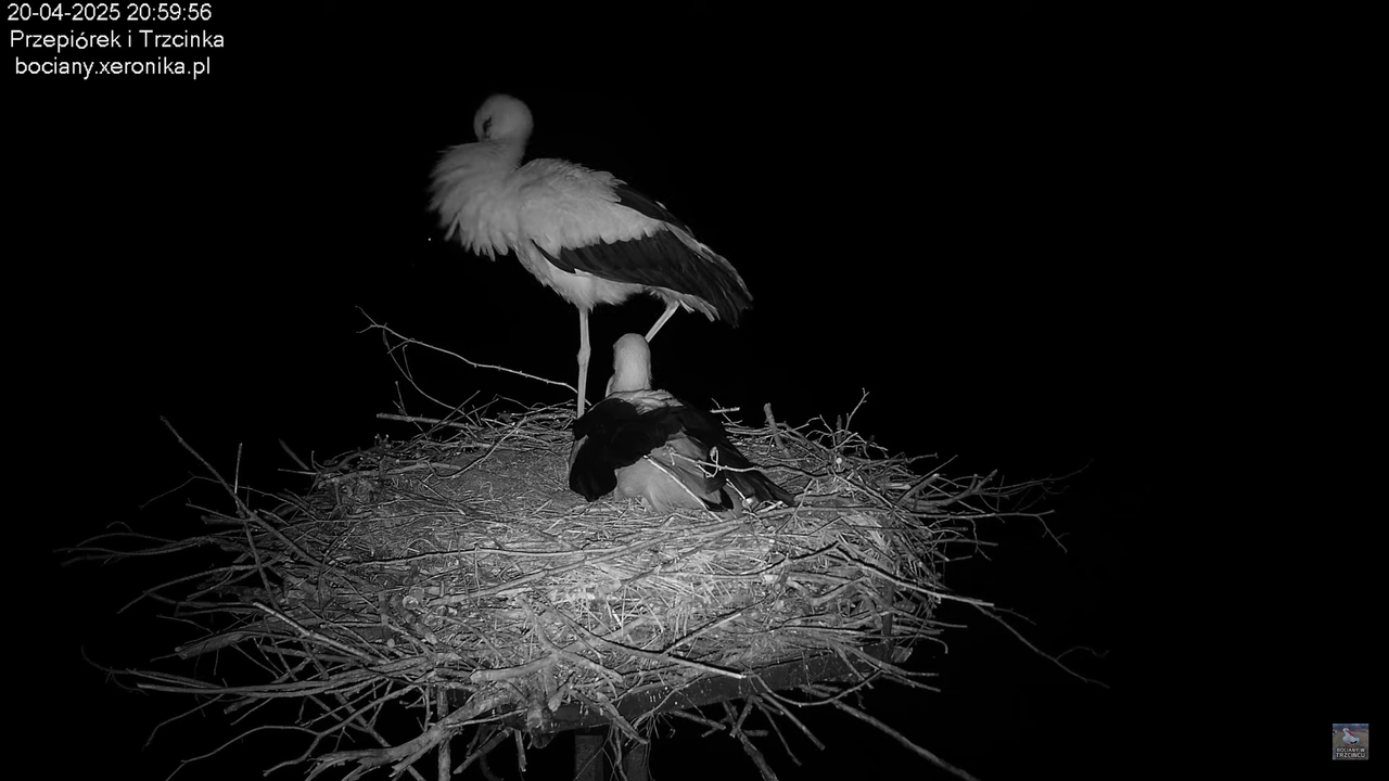 20042025bociany39
