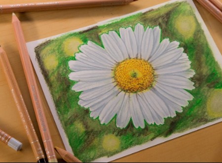 How to Draw With Colored Pencils - Drawing Daisies