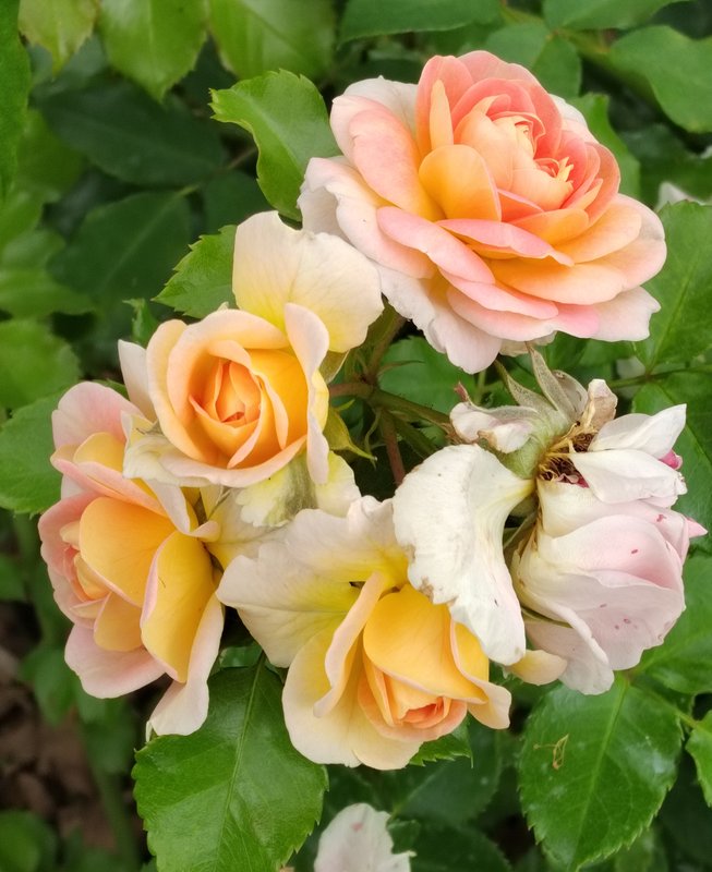 https://i.postimg.cc/2yBw2TCk/48-IMG-20250626-134510.jpg