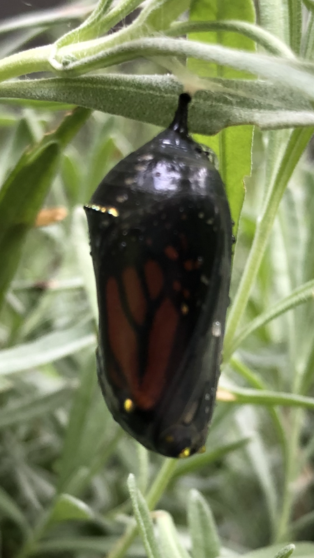 675D98AB-90D1-4FA3-AEC6-93CE312F71A6