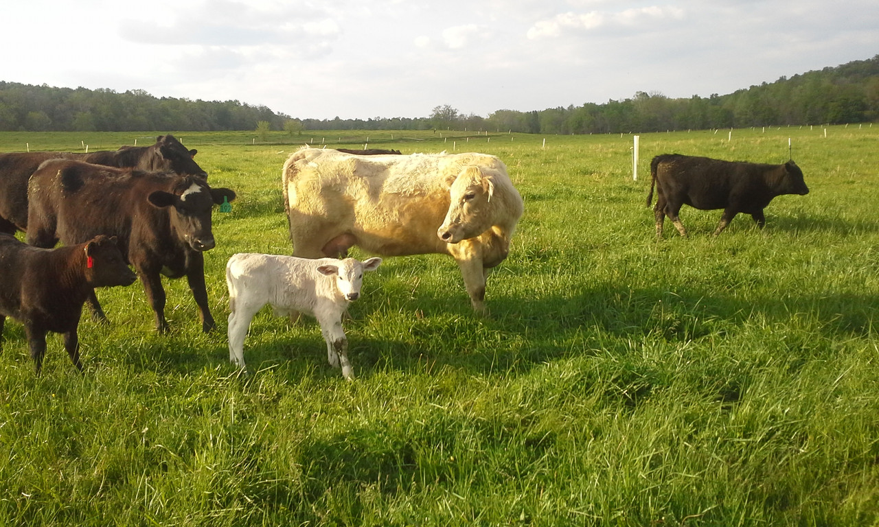 White Angus calf