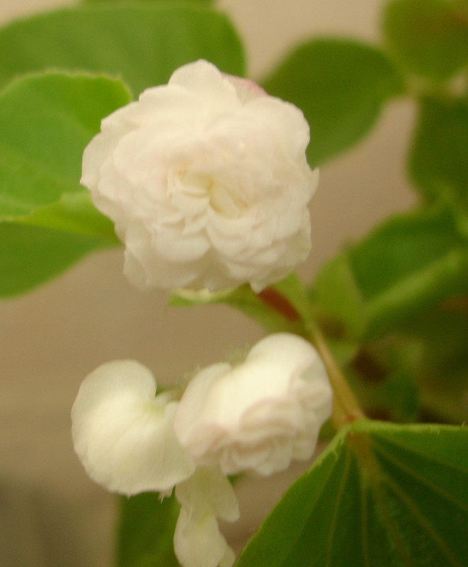 бегония дабл 2