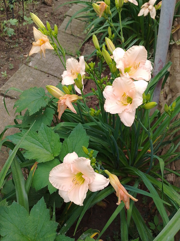 IMG_20230619_065637_HDR