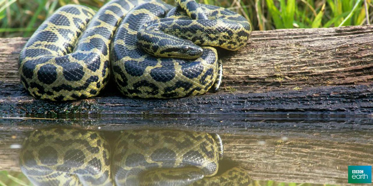 Ular Anakonda