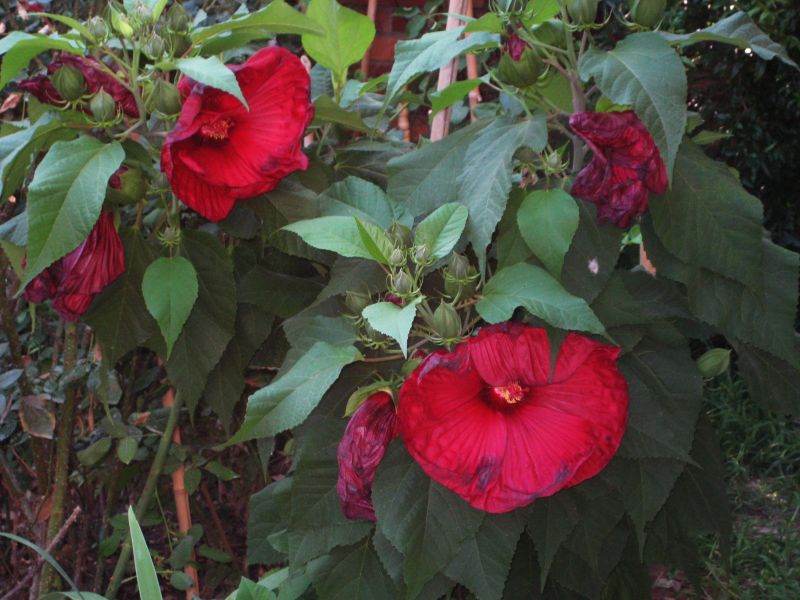 hibiscus_mosheutos