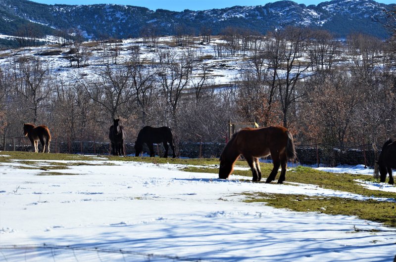 LA HIRUELA-24-1-2015 - Madrid y sus pueblos-2000/2022 (92)