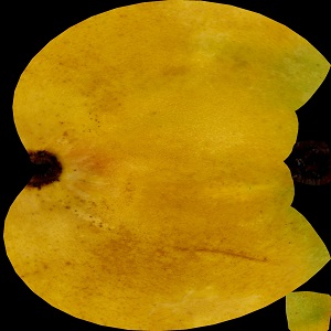 Mango-Albedo