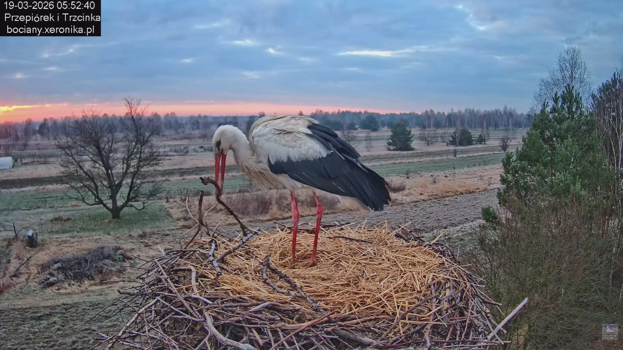 19032026 Przylot pierwszego bociana 11