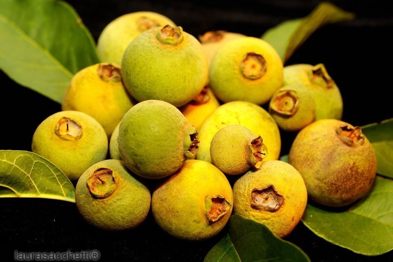 setemuda de sete capotes sete capas araca do mato exotica D NQ NP 22903 MLB20238580748 022015 F